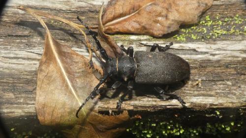 Lamia textor